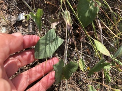Calystegia occidentalis occidentalis