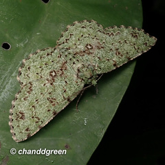 Ophthalmitis herbidaria