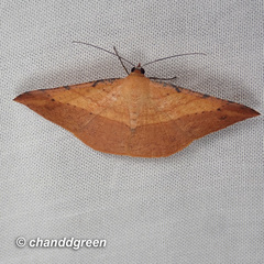 Pseudonadagara semicolor