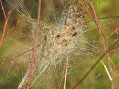 Stegodyphus sarasinorum