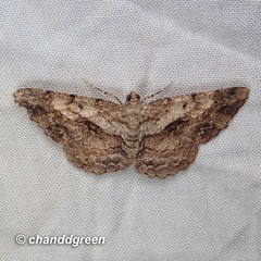 Psilalcis galsworthyi