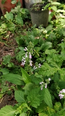 Stachys geobombycis