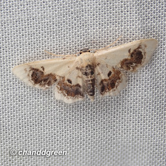 Idaea macrospila