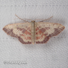 Idaea vacillata