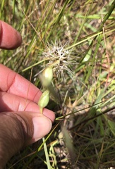 Antistrophus microseris