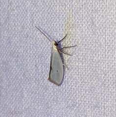 Eucalantica polita