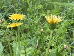 Taraxacum platycarpum
