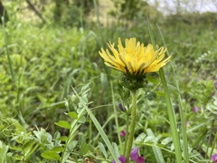 Taraxacum platycarpum