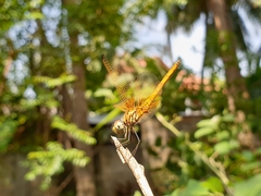 Trithemis aurora