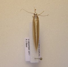 Orocrambus angustipennis