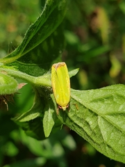 Earias cupreoviridis