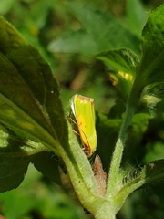 Earias cupreoviridis