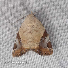 Pseudeustrotia semialba