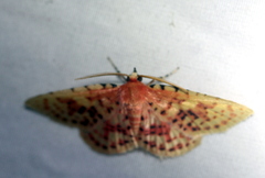 Aglaopus gemmulosa