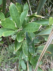 Cephaleuros lagerheimii