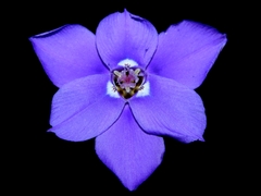 Ennealophus foliosus