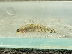 Redigobius macrostoma