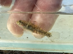 Redigobius macrostoma