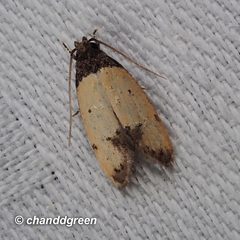 Tyrolimnas anthraconesa