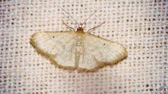 Lomographa margarita