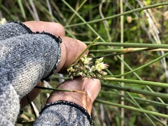 Juncus cooperi