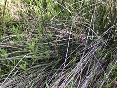 Juncus cooperi