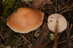 Collybia eucalyptorum