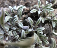 Hesperevax sparsiflora