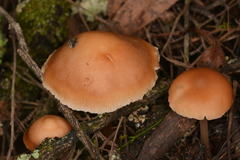 Collybia eucalyptorum