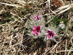 Pulsatilla vulgaris