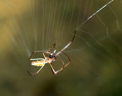 Tetragnatha rubriventris