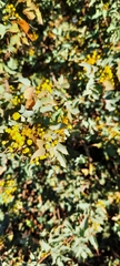 Berberis higginsiae