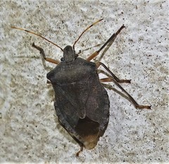 Coenomorpha