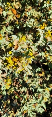 Berberis higginsiae