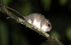 Pogonomys macrourus