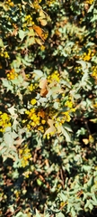 Berberis higginsiae