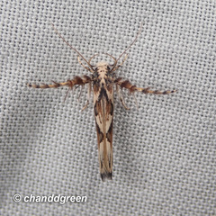 Stathmopoda stimulata