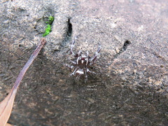 Sandalodes bipenicillatus