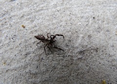 Sandalodes bipenicillatus