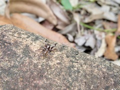 Sandalodes bipenicillatus