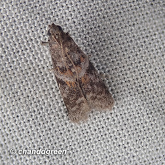 Sacculocornutia