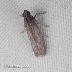 Ectomyelois ceratoniae