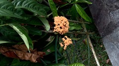 Ixora chinensis