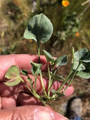 Dichondra donelliana