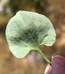 Dichondra donelliana
