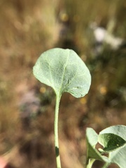 Dichondra donelliana
