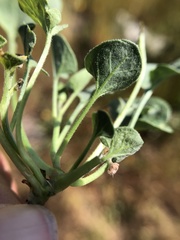 Dichondra donelliana