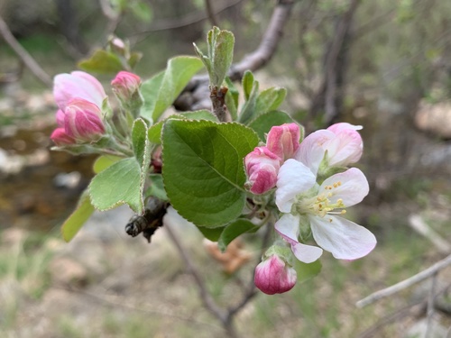 Malus domestica