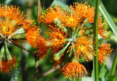 Eucalyptus phoenicea
