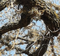 Aphelocoma wollweberi